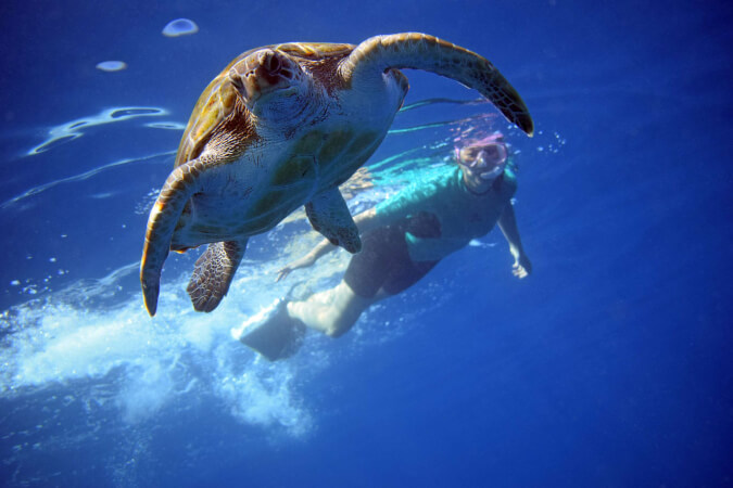 Swim with Turtles in Tenerife