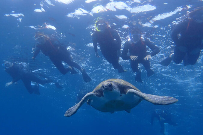 Swim with Turtles in Tenerife